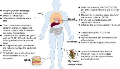 Fibroblasts: Immunomodulatory factors in refractory diabetic wound healing